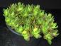 Preview: Plant for sale on April 28, 2025